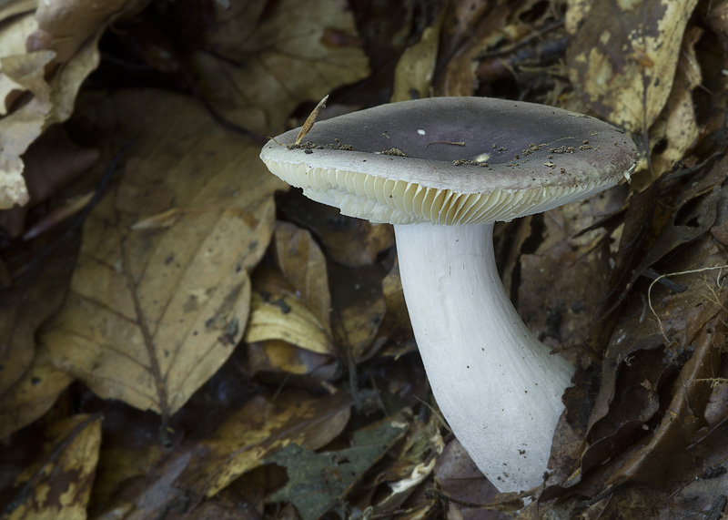 Russula turci